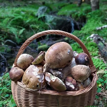 شقة Lupus - Z Prywatna Sauna